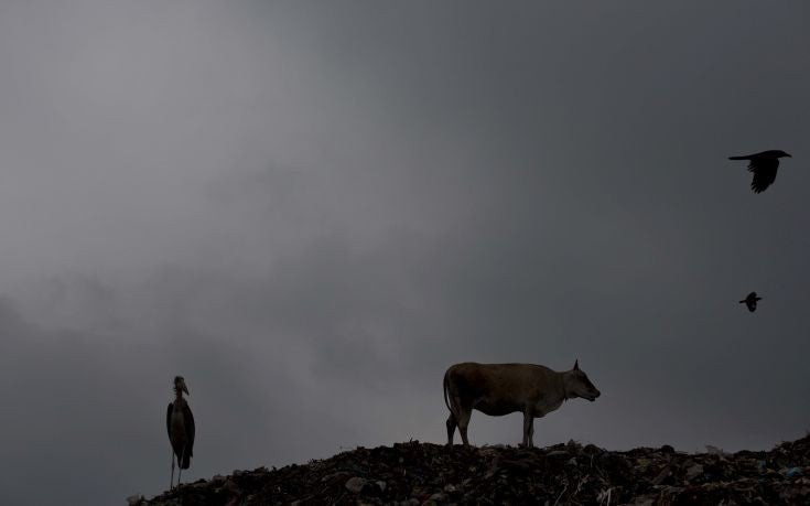 Λιντσαρίσματα μουσουλμάνων που τρώνε αγελάδες στην Ινδία